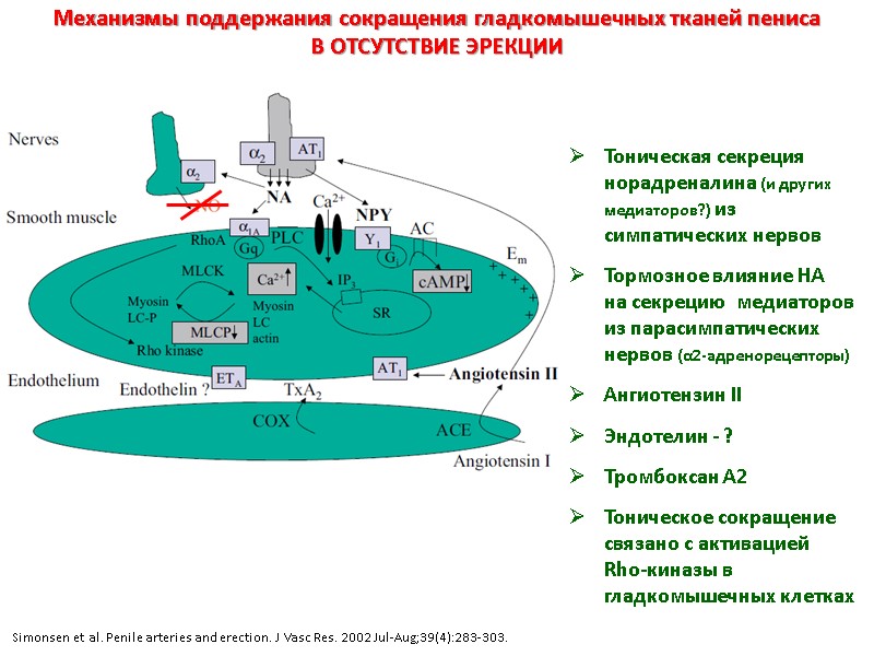 Механизмы поддержания сокращения гладкомышечных тканей пениса  В ОТСУТСТВИЕ ЭРЕКЦИИ  Тоническая секреция норадреналина